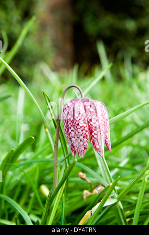Schlangen Kopf Fritillary Blume, Bute Park, Cardiff, Wales. Stockfoto