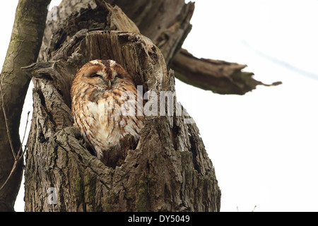 Die Waldkauze (Strix aluco) hat Mabel in einem Lieblingsbaum im Christchurch Park in Ipswich genannt Stockfoto