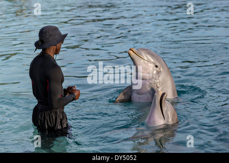 Atlantis Resort & Casino Dolphin Cay Paradise Island Nassau, Bahamas. Stockfoto