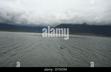 Srinagar, indische verabreicht Kaschmir. 7. April 2014. Ein Schwan Bäder an weltweit berühmten Dal-See in Srinagar Credit: Sofi Suhail/Alamy Live News Stockfoto