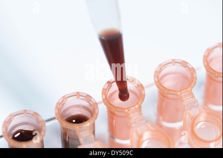 Synthetisches Blut Blut Tests verwendeten eine Präzision Mikropipette Mikrozentrifugenröhrchen mit Blut zu füllen Pipetten getestet Stockfoto