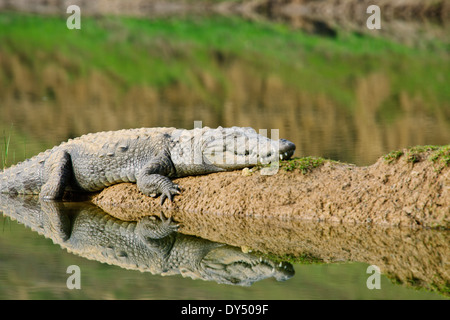 Der Chambal River ist ein Nebenfluss Yamuna River in Zentralindien, ist Teil des größeren Ganges Entwässerungssystems, Rajasthan Stockfoto