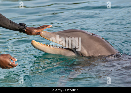 Atlantis Resort & Casino Dolphin Cay Paradise Island Nassau, Bahamas. Stockfoto