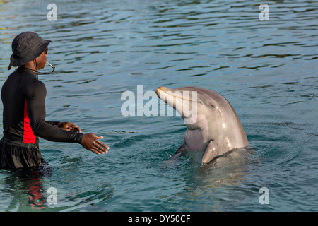 Atlantis Resort & Casino Dolphin Cay Paradise Island Nassau, Bahamas. Stockfoto