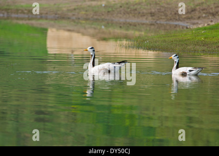 Die chambal River ist ein Fluss in Indien zu yamuna, ist Teil des größeren gangetic Abflusssystem, Rajasthan Stockfoto