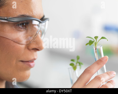 Wissenschaftler betrachten Sämling in Reagenzgläsern unter Versuch im Labor Stockfoto