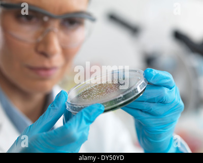 Weiblicher Wissenschaftler untersuchen Mikroorganismen in Petrischale Stockfoto