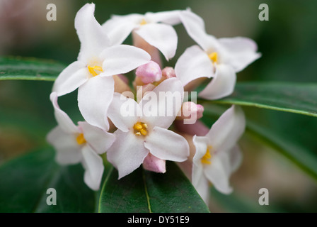 Daphne Bholua, Strauch, Dezember. Porträt von weißen Blüten. Stockfoto