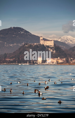 Castello di Angera mit Enten schwimmen auf dem Lago Maggiore, Italien Stockfoto