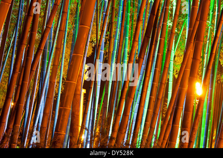 Bambus Wald Stockfoto