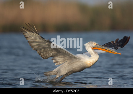 Krauskopfpelikan (Pelecanus Crispus) ausziehen bei Dämmerung, Donaudelta, Rumänien Stockfoto