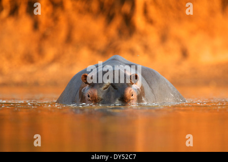 Nilpferd / Flusspferd - Hippopotamus Amphibius - bei Sonnenuntergang, Mana Pools Nationalpark, Simbabwe, Afrika Stockfoto