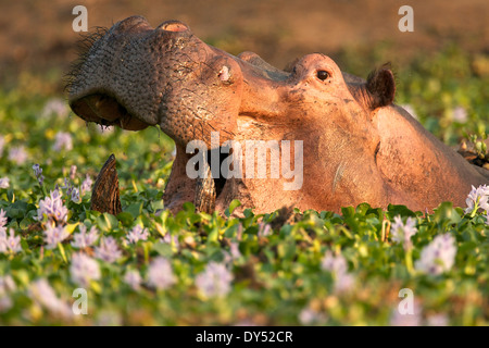 Nilpferd Hippo Hippopotamus Amphibius in ein Wasserloch voller Fluss Hyazinthen blühen Mana Pools National Park Stockfoto