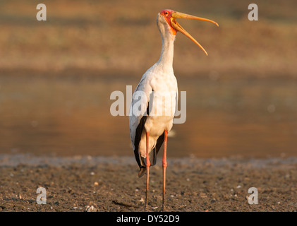 Gelb in Rechnung Storch - Mycteria Ibis, Mana Pools Nationalpark, Simbabwe, Afrika Stockfoto