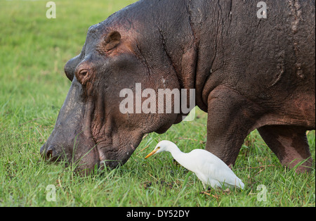 Nilpferd Essen grass Stockfoto