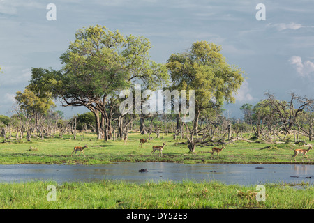 Impalas (Aepyceros Melampus) Stockfoto
