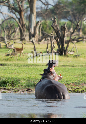 Gähnende Flusspferd (Hippopotamus Amphibius) Stockfoto