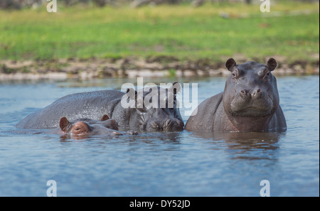 Flusspferde (Hippopotamus Amphibius) Stockfoto