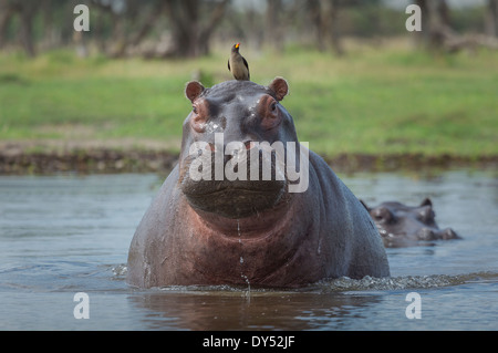 Oxpecker auf Hippo es Kopf (Hippopotamus Amphibius) Stockfoto