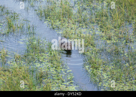 Flusspferd (Hippopotamus Amphibius) in einem Sumpf-Kanal Stockfoto