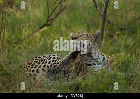 Entspannende Leopard (Panthera Pardus) Stockfoto