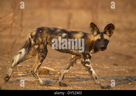 Wildhund - LYKAON Pictus - vom Aussterben bedroht Stockfoto