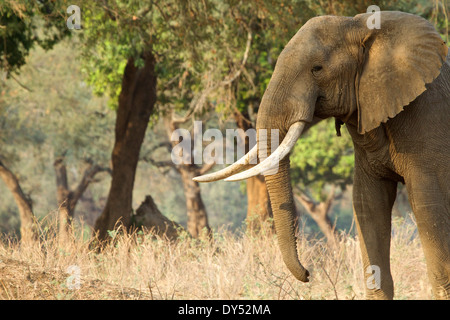 Afrikanischer Elefant - Loxodonta Africana - Stier Wandern im Morgengrauen Stockfoto