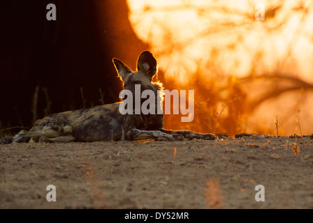 Afrikanischer Wildhund - LYKAON Pictus. Vom Aussterben bedroht Stockfoto