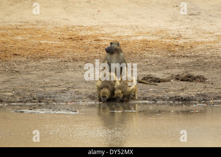 Chacma Paviane - Papio Cynocephalus Ursinus an einer Wasserstelle Stockfoto