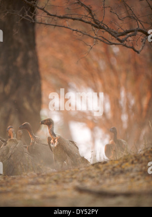 Weißrückenspecht Geier - abgeschottet Africanus - in Staub bei Sonnenuntergang Stockfoto