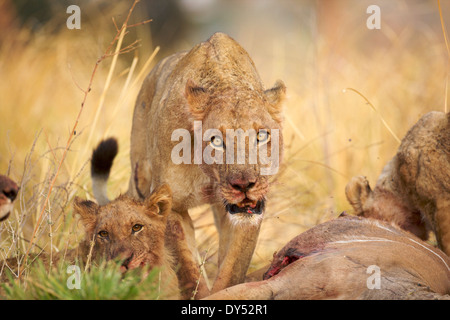 Löwin - Panthera Leo - Fütterung auf Kudu Schlachtkörper Stockfoto