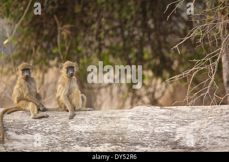 Chacma Paviane - Papio Cynocephalus Ursinus - Jugendliche Stockfoto