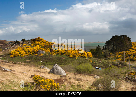 Irland, Co. Donegal, Gweedore, Meenaclady, Ginster bedeckt Hügel oberhalb der Atlantikküste Stockfoto