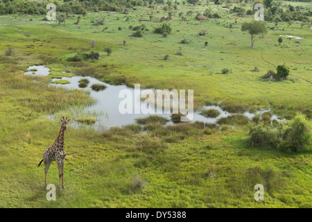 Luftaufnahme der Giraffe, Okavango Delta, Chobe Nationalpark, Botswana, Afrika Stockfoto