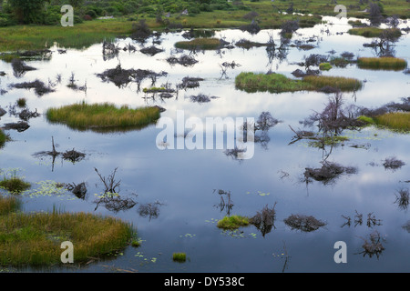 Okavango Delta, Chobe Nationalpark, Botswana, Afrika Stockfoto