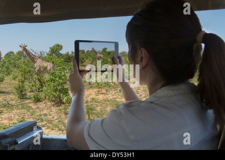 Frau mit digital-Tablette, Foto Giraffe aus Safari LKW, Kasane, Chobe Nationalpark, Botswana, Afrika Stockfoto