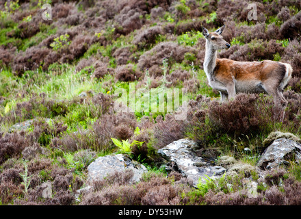 Weibliches Rotwild in The Trossachs, Schottland. Stockfoto