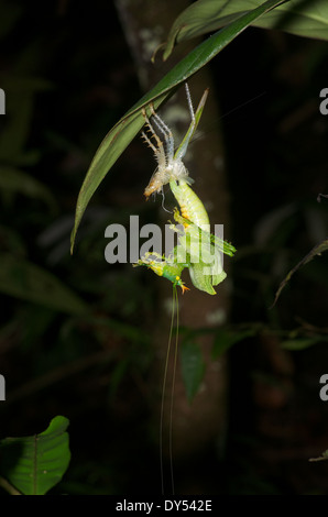 Eine stachelige Teufel Grashuepfer (Panacanthus Cuspidatus) Umwandlung von Nymphe zu Erwachsenen im Amazonas-Regenwald in Loreto, Peru. Stockfoto