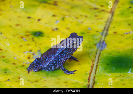 Ein winziges baby Crested Wald Kröte (Schädlingsbekämpfer "Margaritifera") auf einem bunten Blatt im Amazonasbecken in Peru. Stockfoto