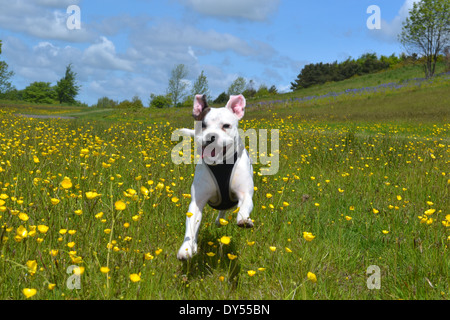 Chaz der Hund einen Lauf durch die Butterblumen im Frühling zu genießen. Stockfoto