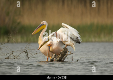 Weiße Pelikane, Donau-Delta, Rumänien Stockfoto