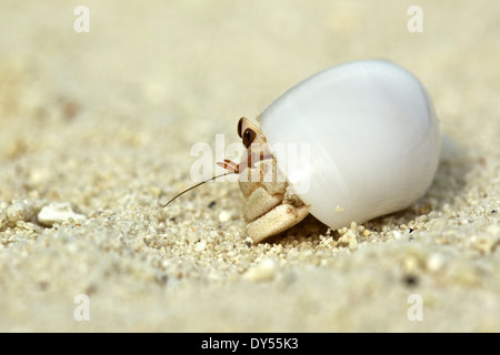 Einsiedlerkrebs in einer Shell, Malediven Stockfoto