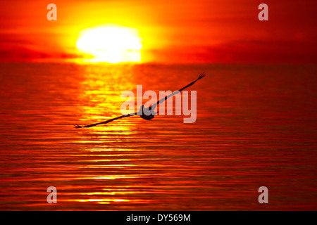 Brown Pelican steigenden in einen feurigen rötlich orange-Sonnenaufgang über dem Golf von Mexiko Stockfoto