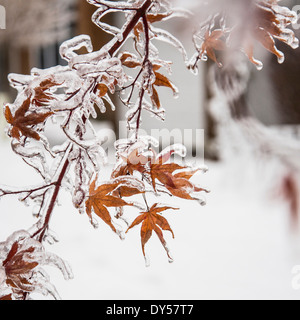 Gefrorene Ahornblätter nach Eissturm Stockfoto