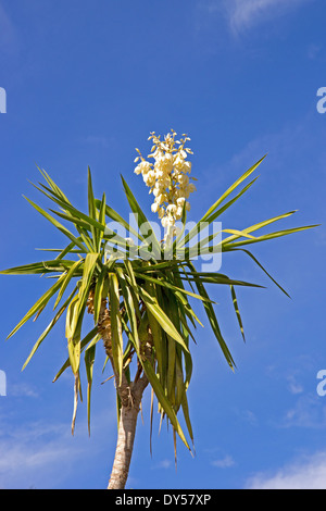 Yucca-Pflanze in Blüte, gegen blauen Himmel Stockfoto