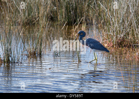 Diese dreifarbigen Heron kontrastiert schön in der Umgebung von Merritt Island National Wildlife Refuge in Florida. Stockfoto