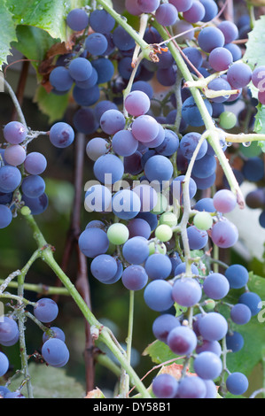 Concord Trauben am Rebstock, Britisch-Kolumbien Okanagan. Stockfoto