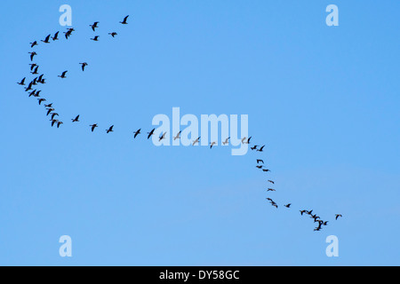 Ein Knäuel rosa Footed Gänse (Anser Brachyrhynchus) über Salzwiesen auf Morecambe Bay, Cumbria, England. Stockfoto