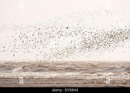 Roten Knoten, (Calidris Canutus) Beflockung auf Salzwiesen auf Morecambe Bay, Cumbria, UK, eine Flut. Stockfoto