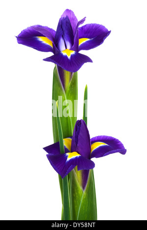 Wunderschönen blauen Blüten auf weißem Hintergrund Stockfoto